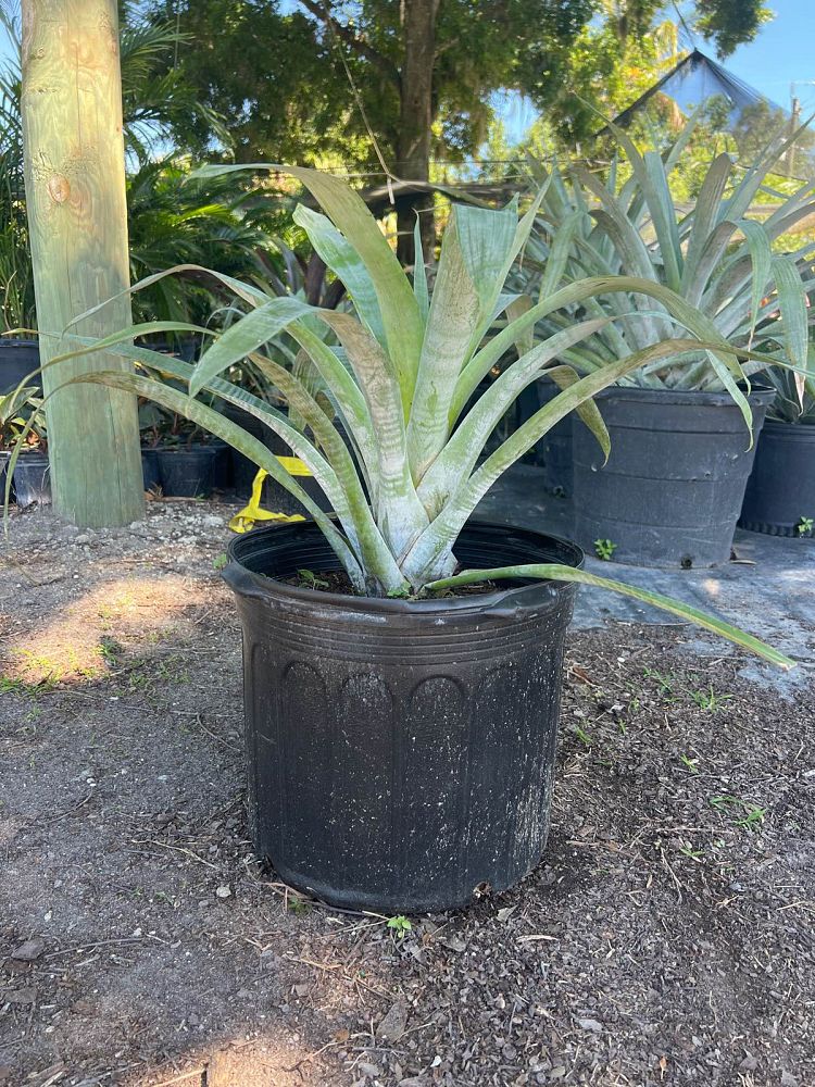 alcantarea-odorata-bromeliad