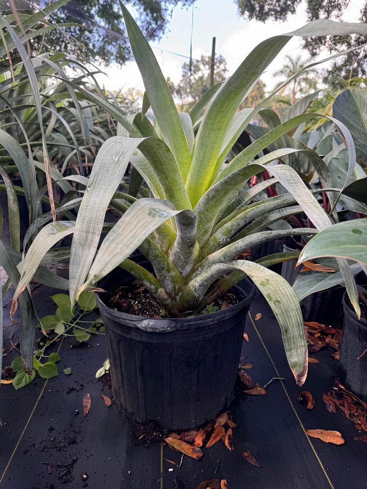 alcantarea-odorata-bromeliad