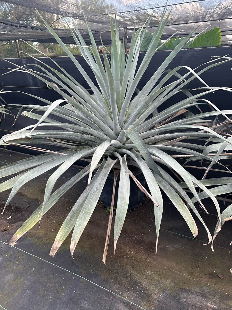 alcantarea-odorata-bromeliad