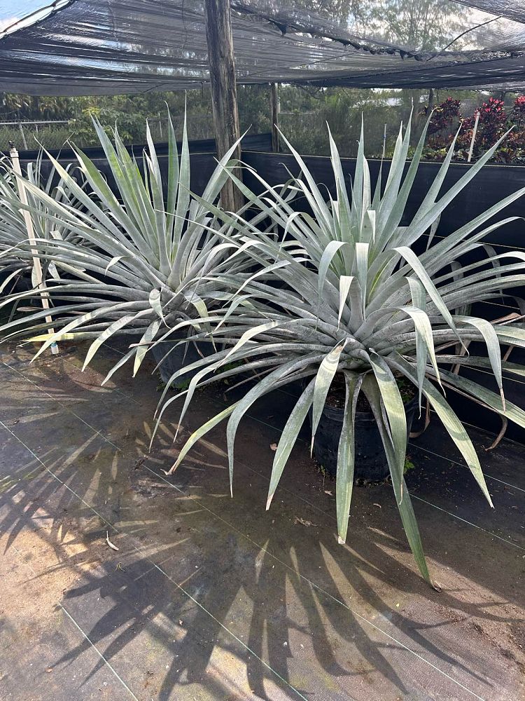 alcantarea-odorata-bromeliad