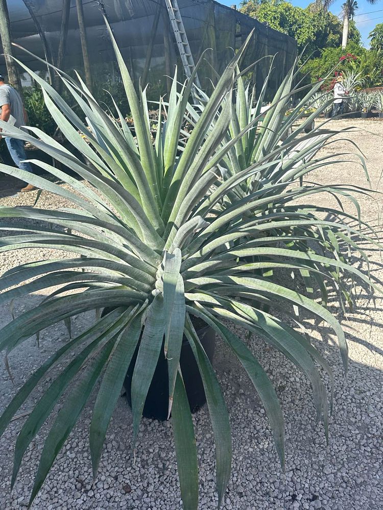 alcantarea-odorata-bromeliad