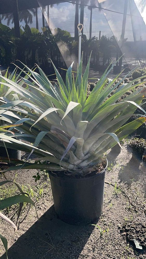 alcantarea-odorata-bromeliad