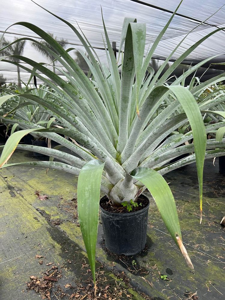 alcantarea-odorata-bromeliad