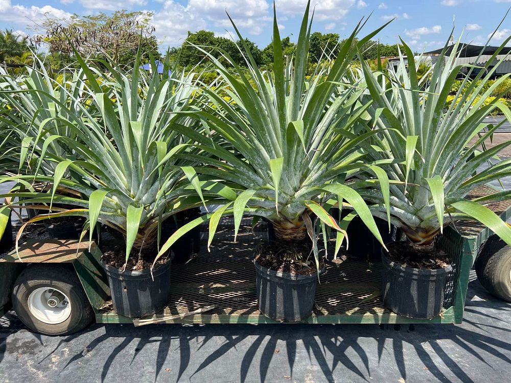 alcantarea-odorata-bromeliad