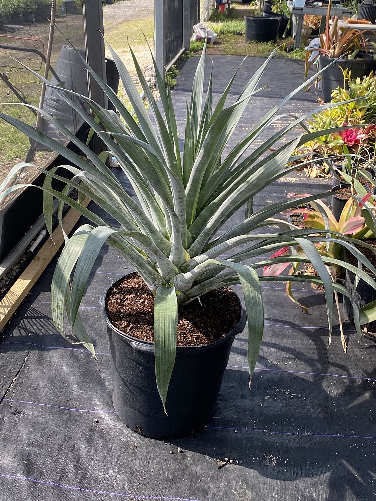alcantarea-odorata-bromeliad