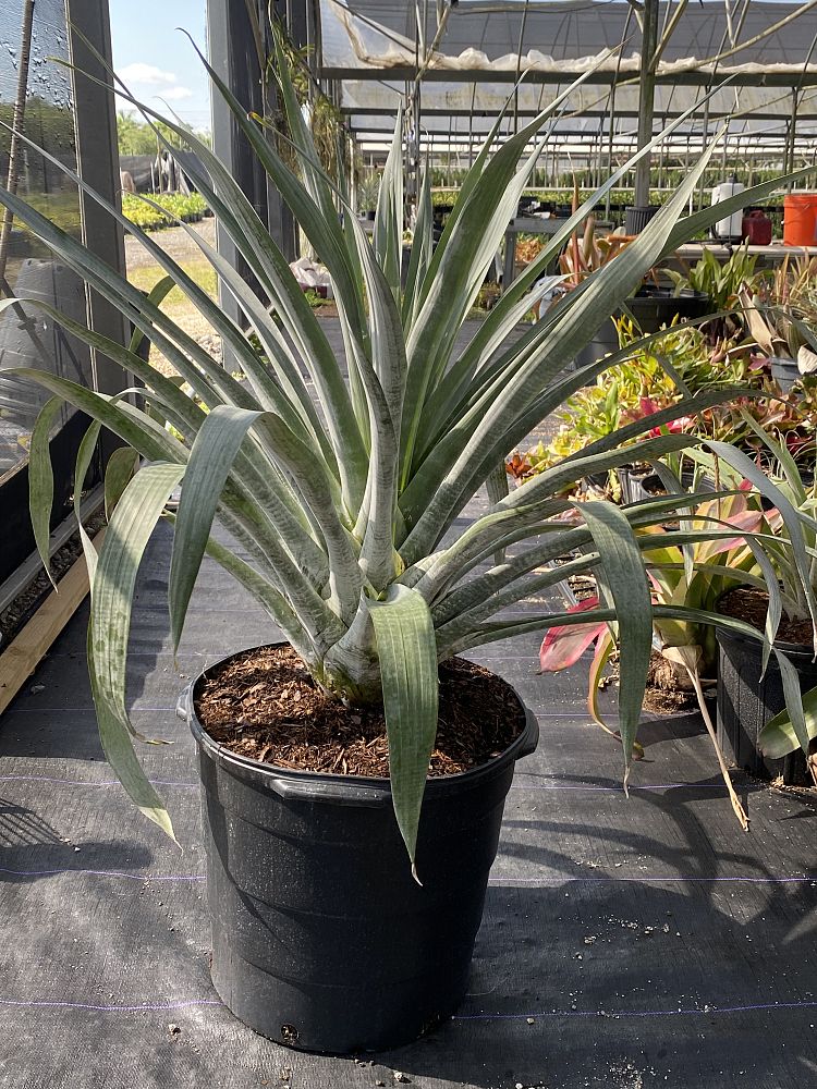 alcantarea-odorata-bromeliad