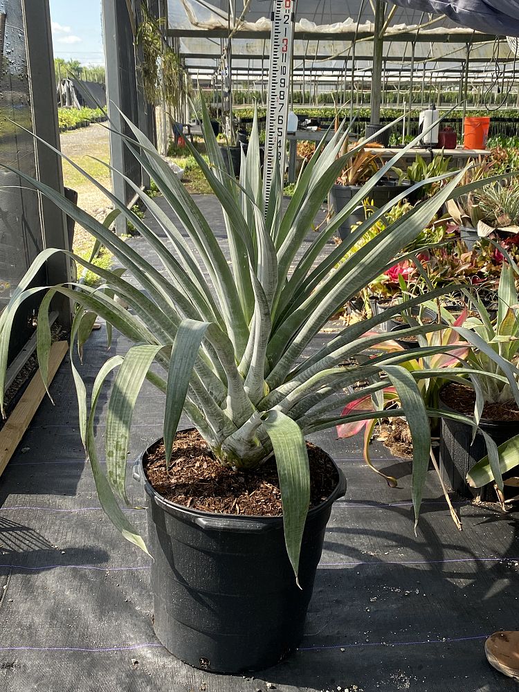 alcantarea-odorata-bromeliad