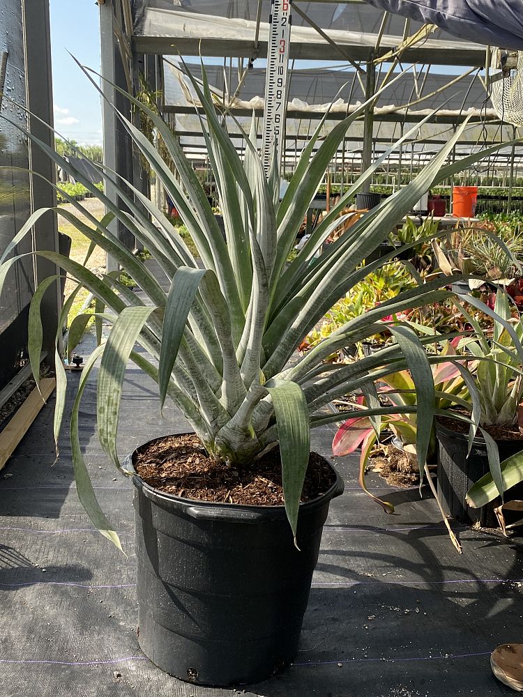 alcantarea-odorata-bromeliad