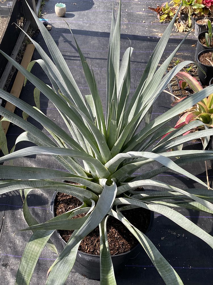alcantarea-odorata-bromeliad
