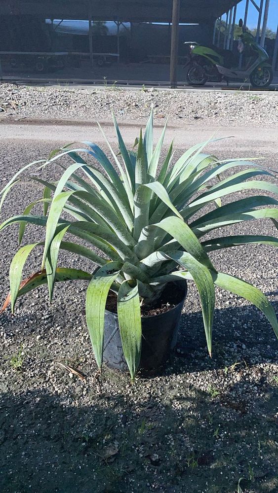 alcantarea-odorata-bromeliad