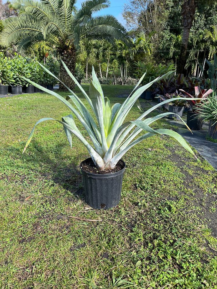 alcantarea-odorata-bromeliad