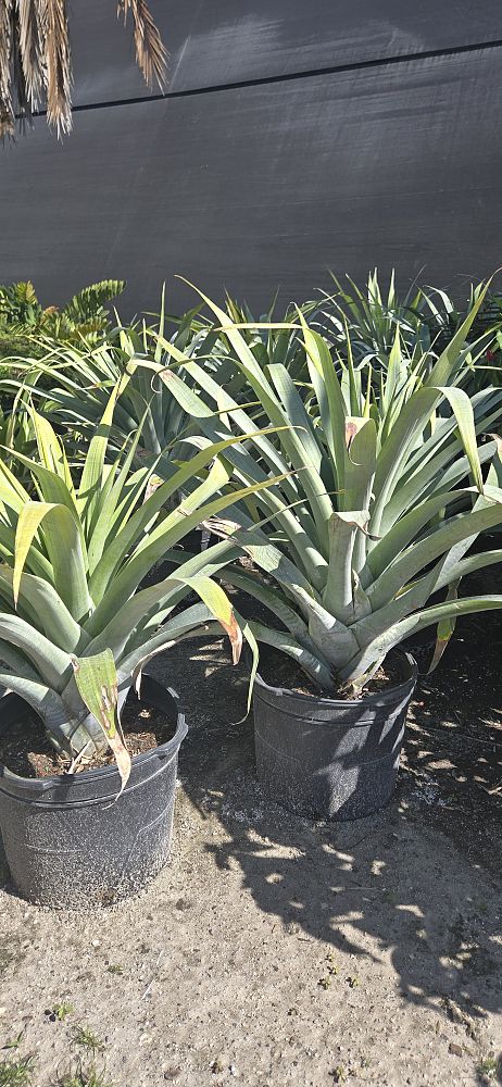 alcantarea-odorata-bromeliad