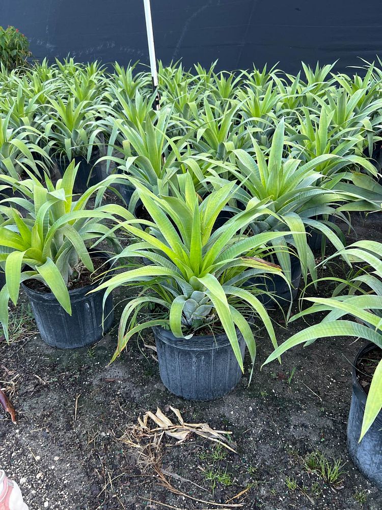 alcantarea-odorata-bromeliad