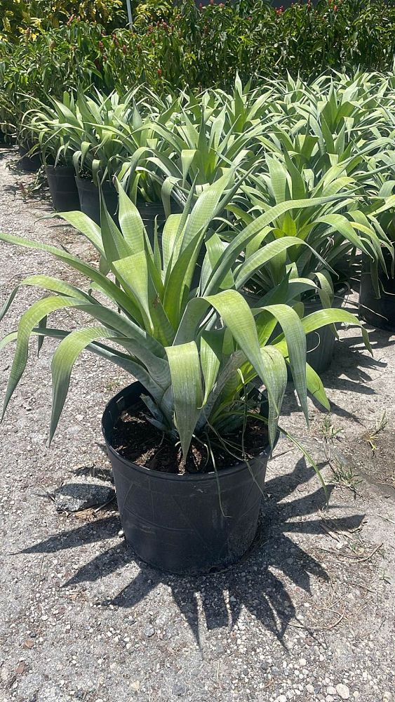 alcantarea-odorata-bromeliad