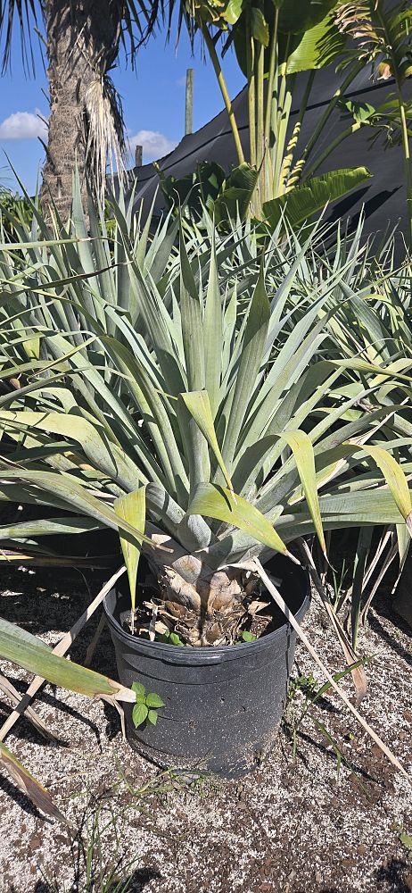 alcantarea-odorata-bromeliad