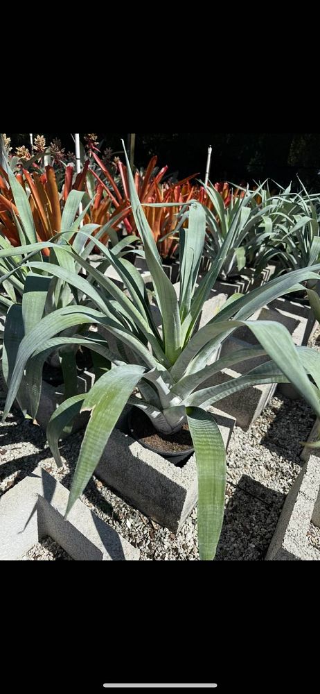 alcantarea-odorata-bromeliad