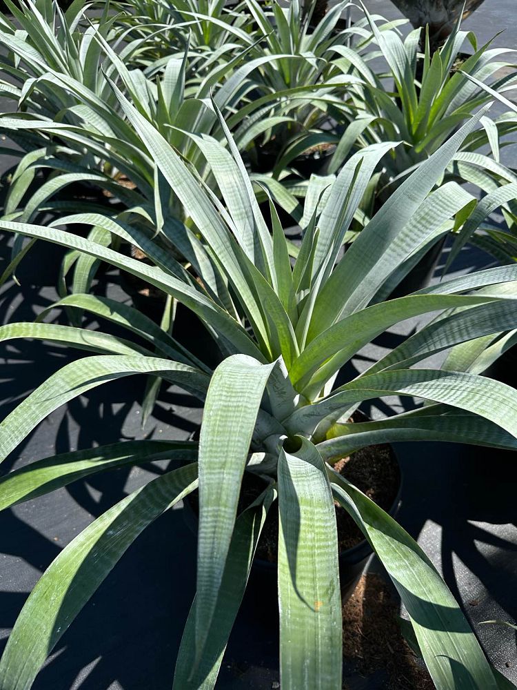 alcantarea-odorata-bromeliad