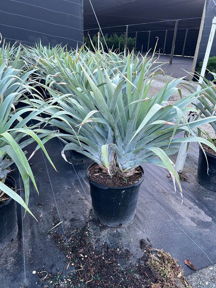 alcantarea-odorata-bromeliad