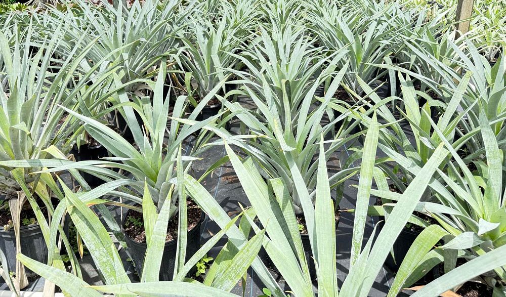 alcantarea-odorata-bromeliad