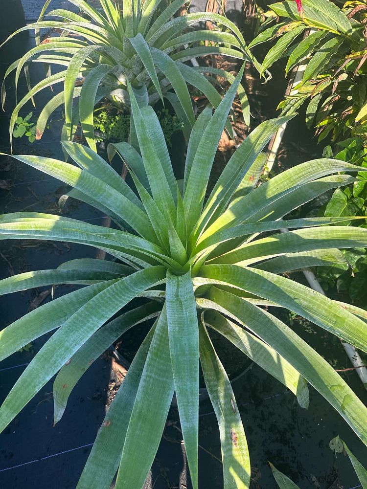 alcantarea-odorata-bromeliad