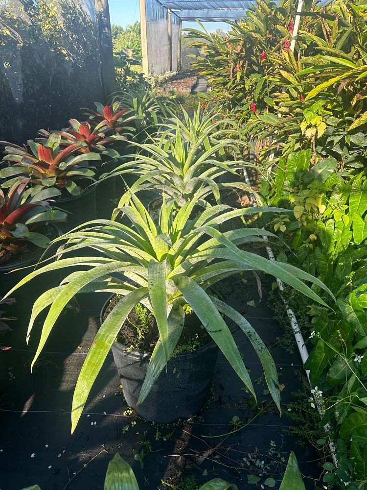 alcantarea-odorata-bromeliad