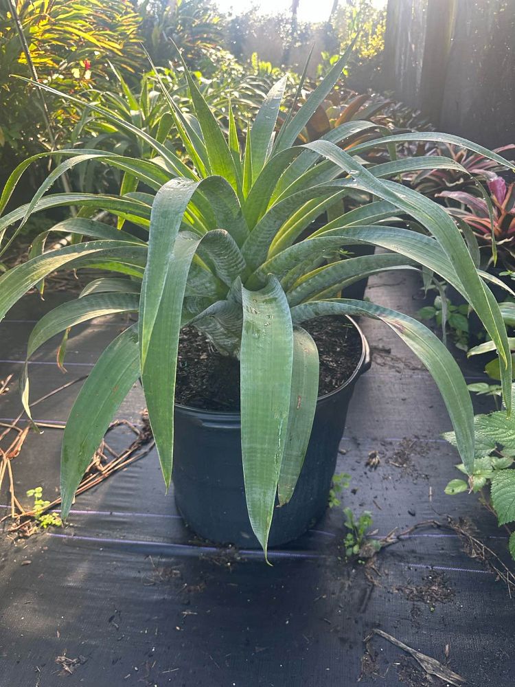 alcantarea-odorata-bromeliad