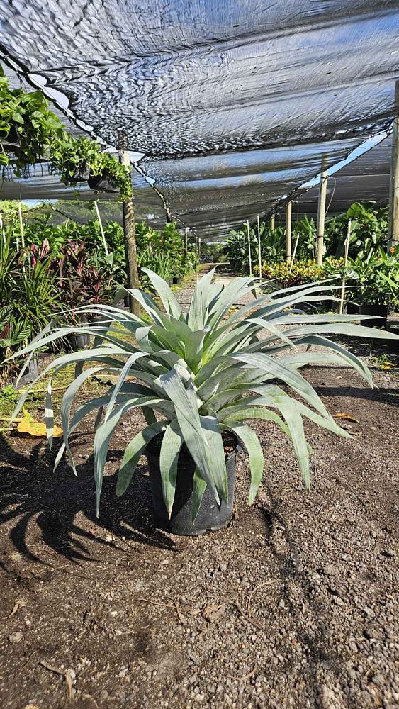 alcantarea-odorata-bromeliad