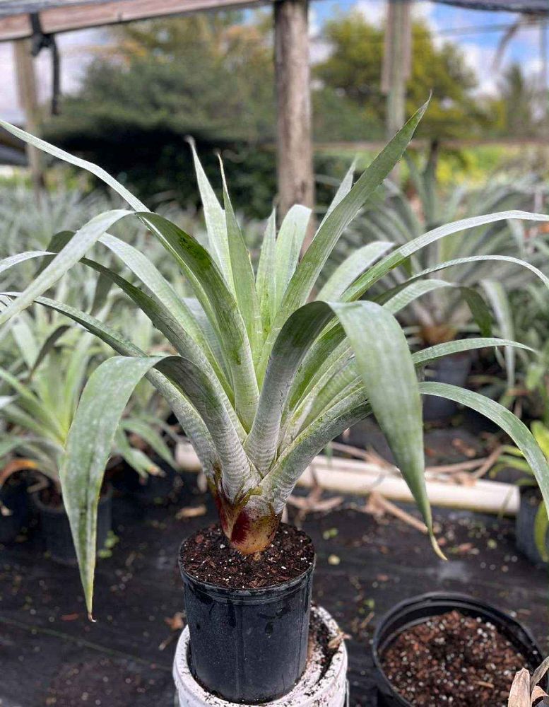 alcantarea-odorata-bromeliad