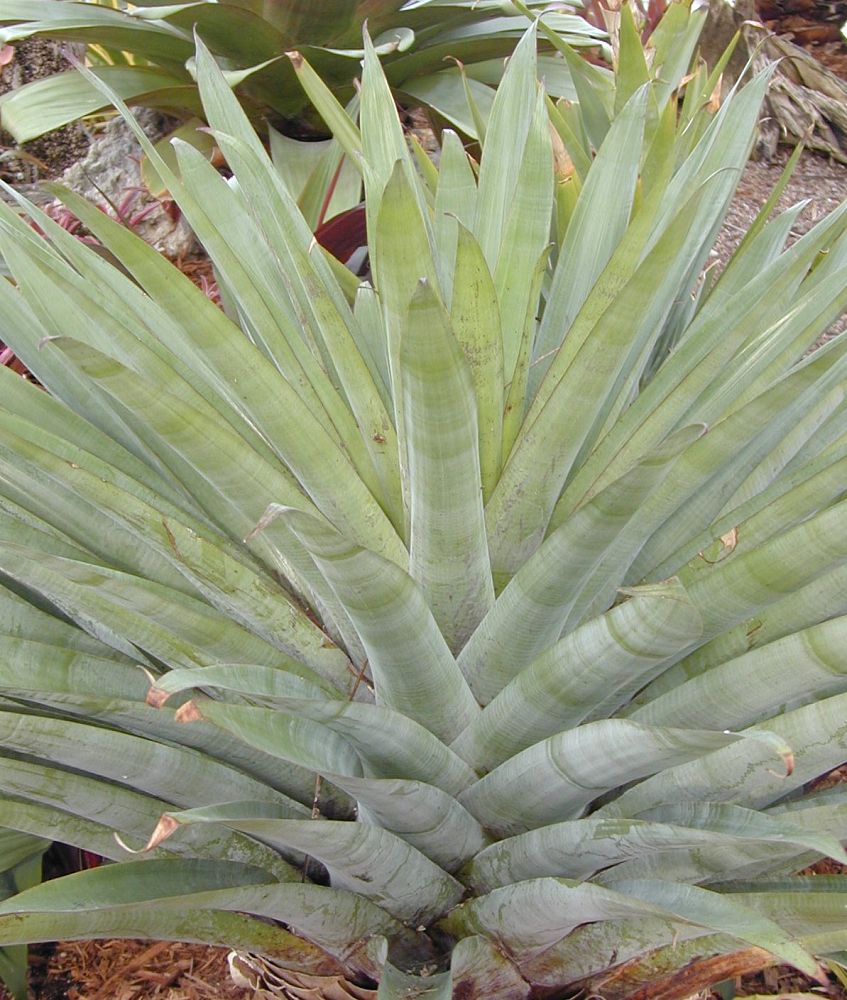 alcantarea-reginae-bromeliad