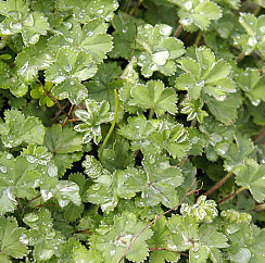 alchemilla-erythropoda