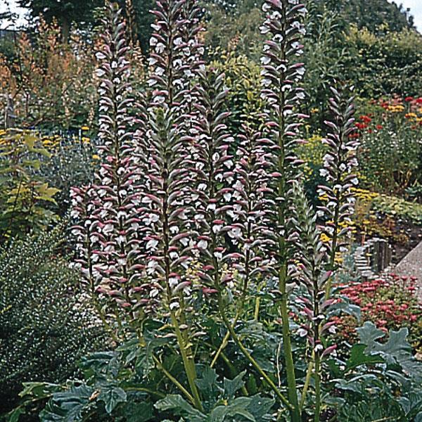 alchemilla-mollis-lady-s-mantle