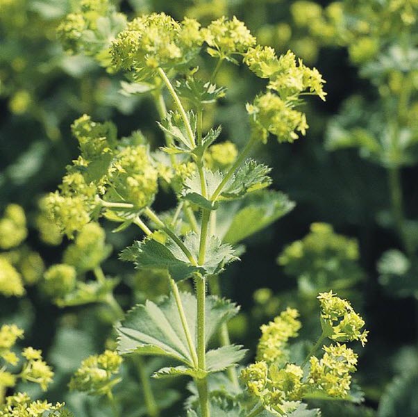 alchemilla-mollis-thriller-lady-s-mantle