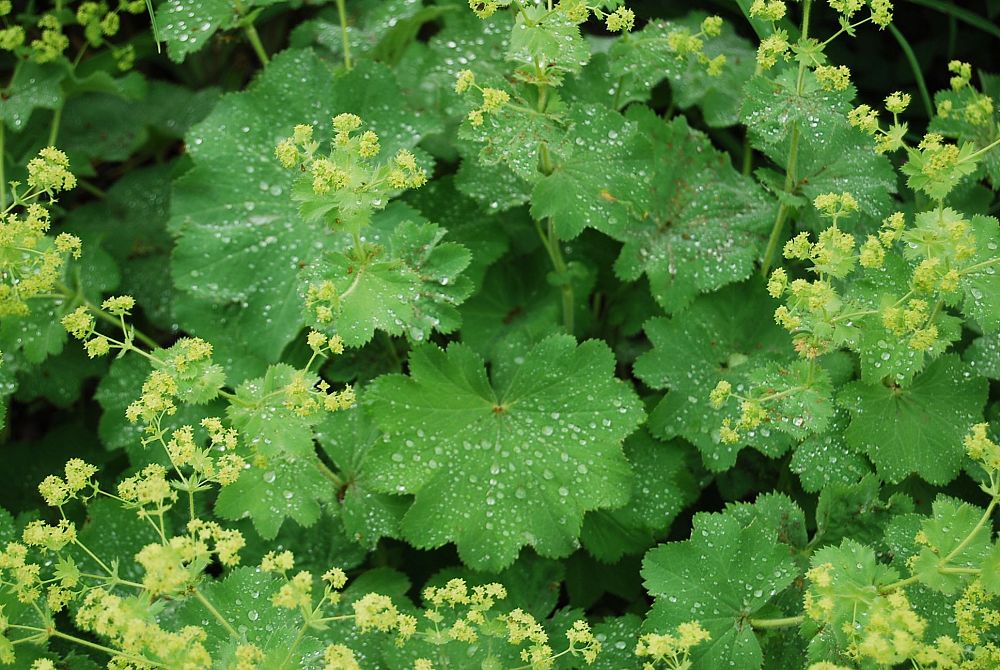 alchemilla-mollis-thriller-lady-s-mantle