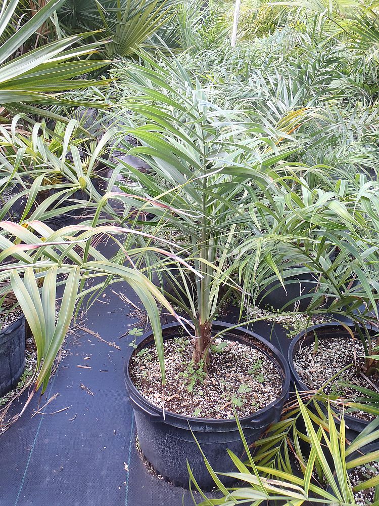 allagoptera-arenaria-seashore-palm