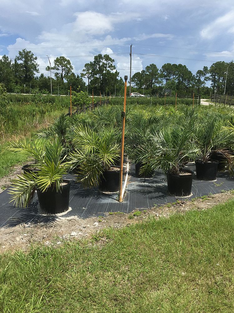 allagoptera-arenaria-seashore-palm