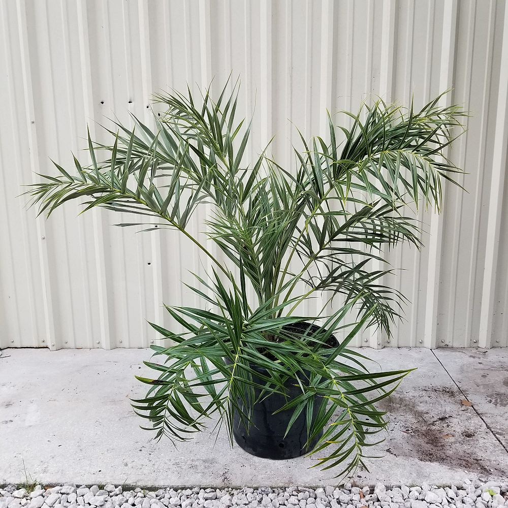 allagoptera-arenaria-seashore-palm