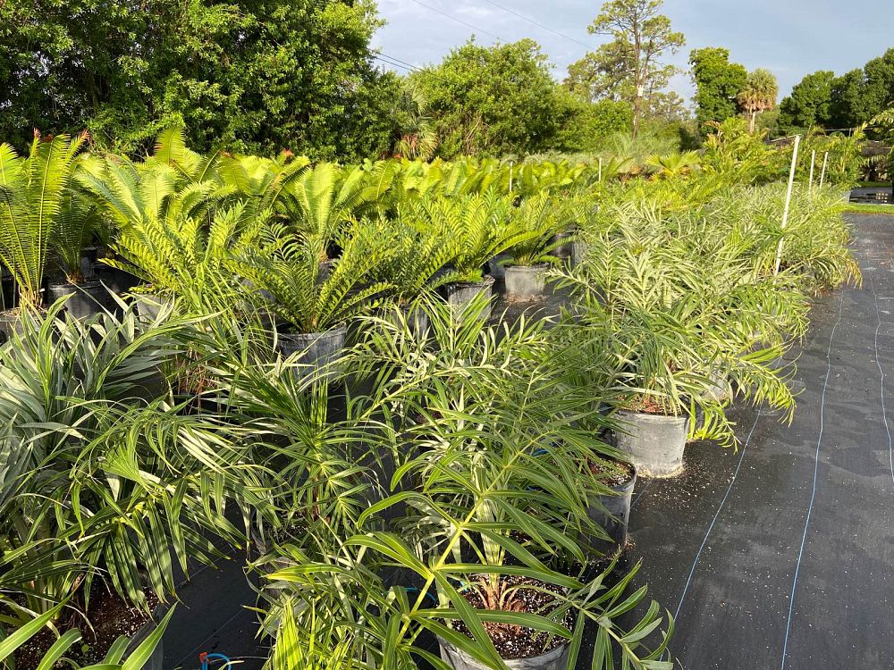 allagoptera-arenaria-seashore-palm