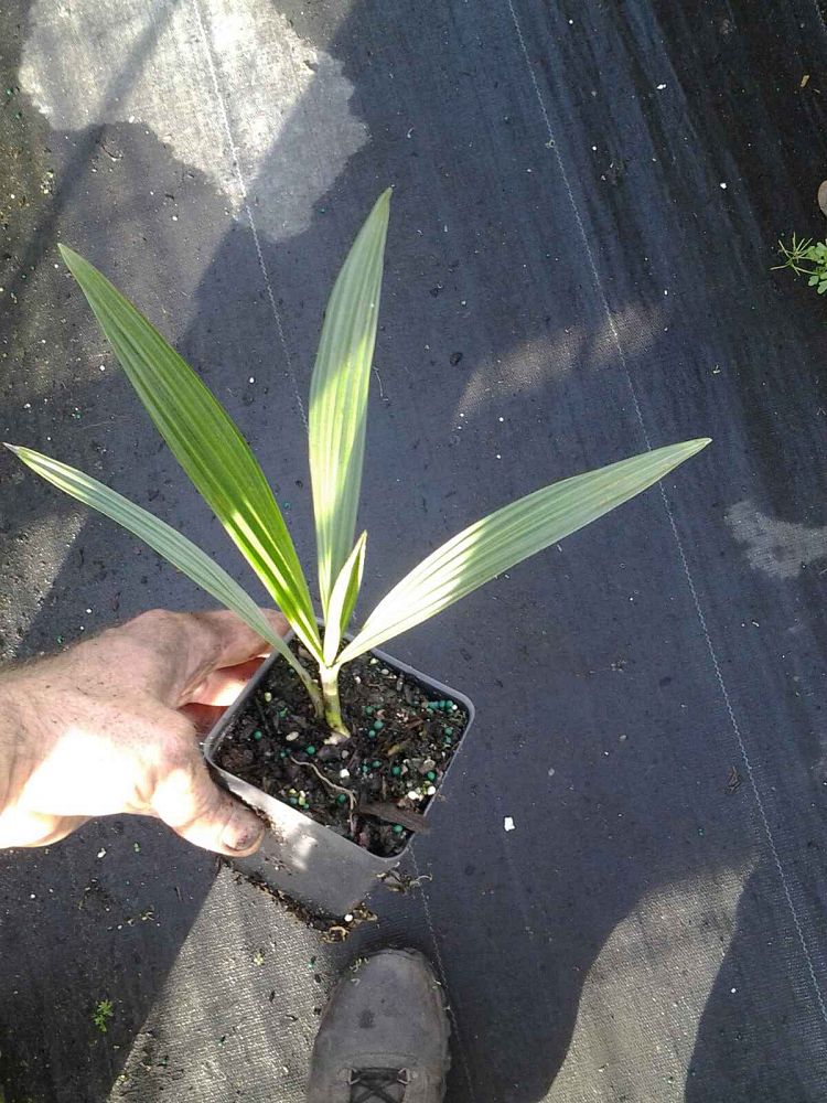 allagoptera-arenaria-seashore-palm