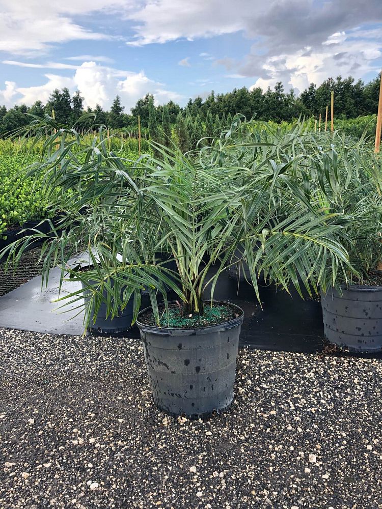 allagoptera-arenaria-seashore-palm