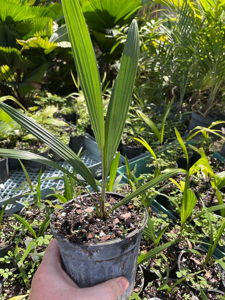 allagoptera-arenaria-seashore-palm