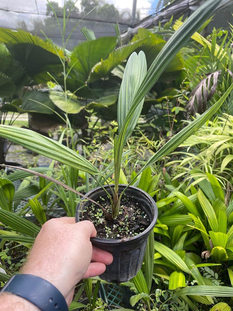 allagoptera-arenaria-seashore-palm