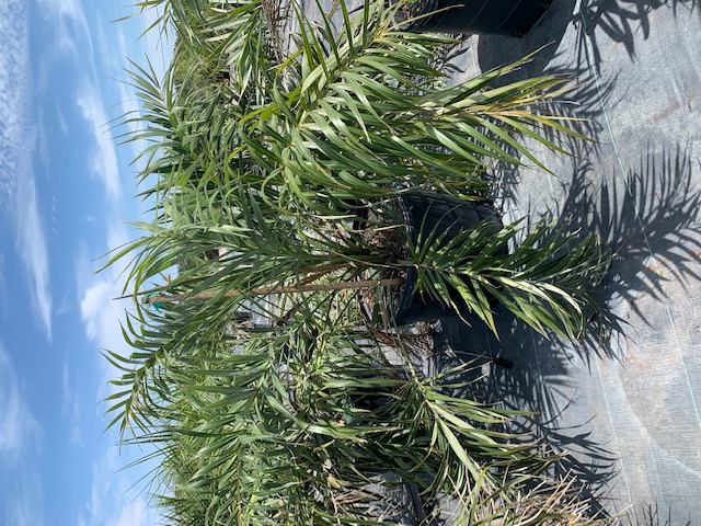 allagoptera-arenaria-seashore-palm