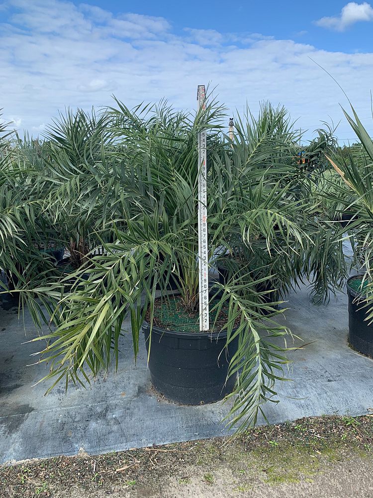 allagoptera-arenaria-seashore-palm