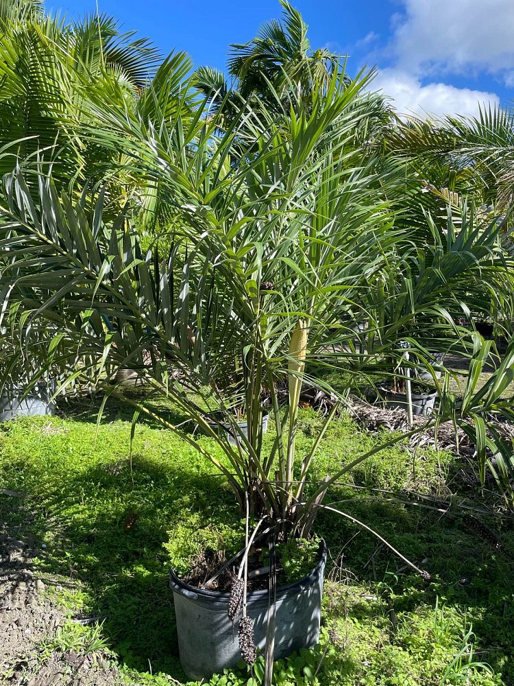 allagoptera-arenaria-seashore-palm