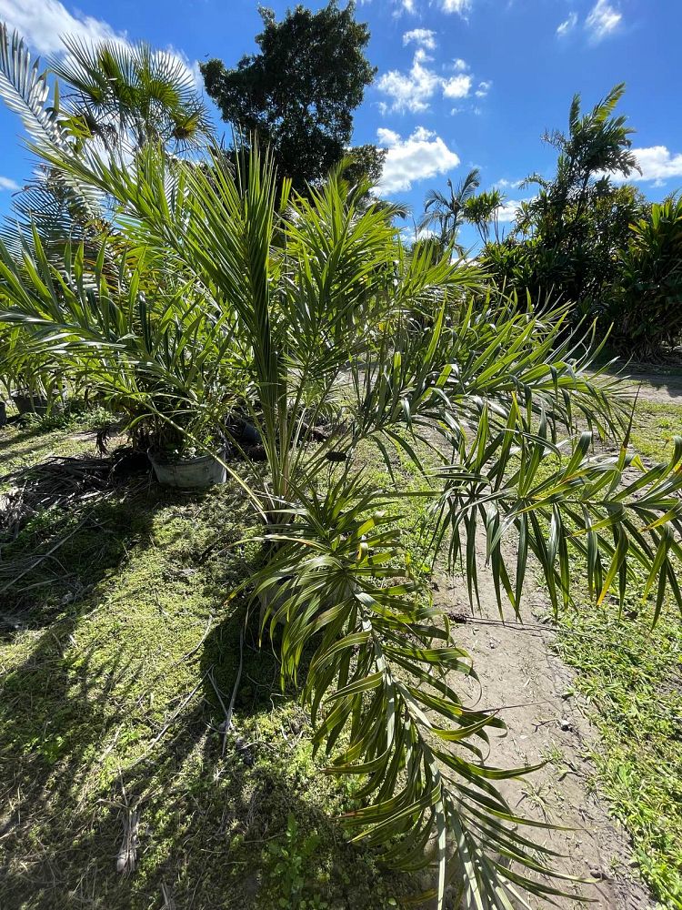 allagoptera-arenaria-seashore-palm