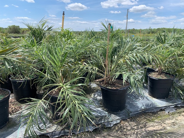 allagoptera-arenaria-seashore-palm