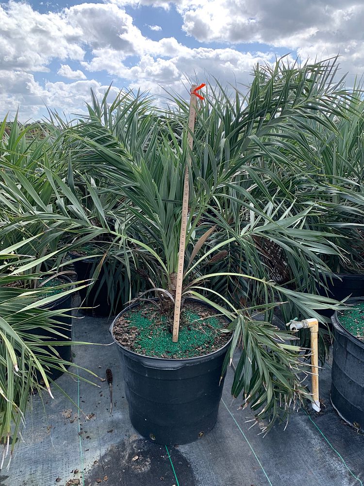 allagoptera-arenaria-seashore-palm