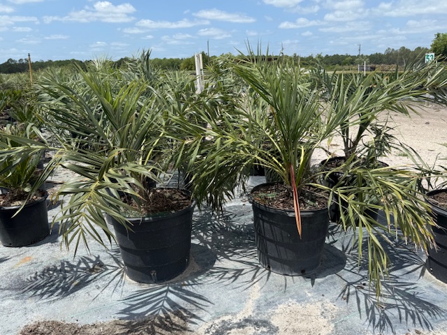 allagoptera-arenaria-seashore-palm