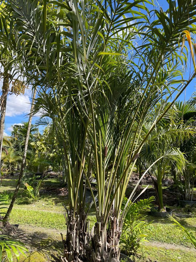 allagoptera-arenaria-seashore-palm