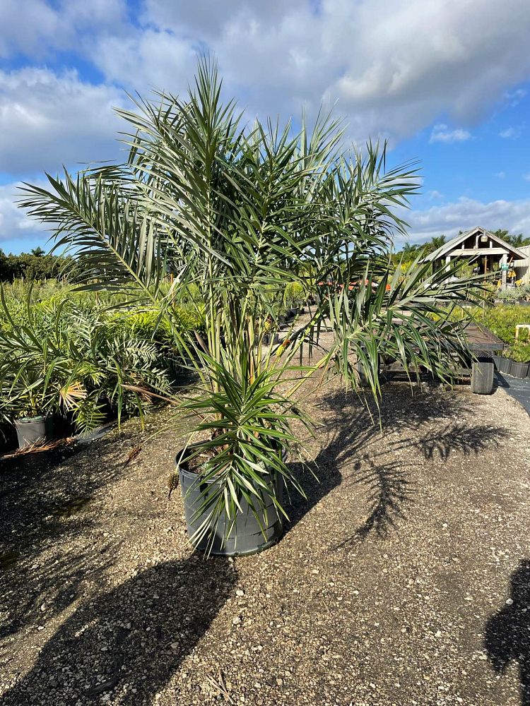 allagoptera-arenaria-seashore-palm